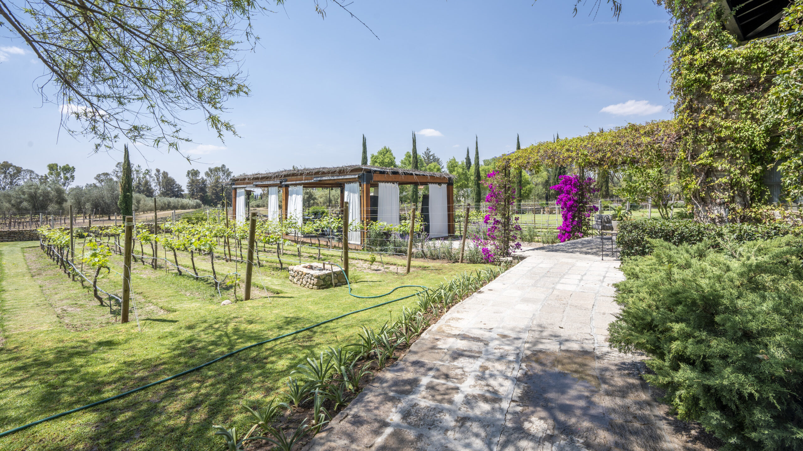 The New Terroir: Vineyard Living in San Miguel de Allende